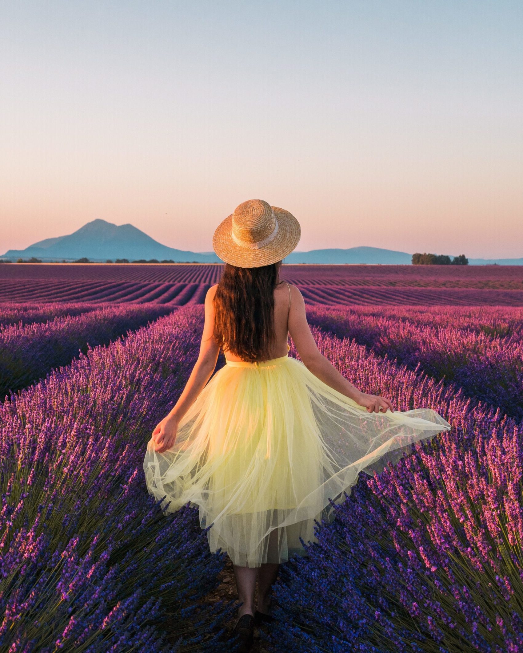 Lavender fields in Valensole