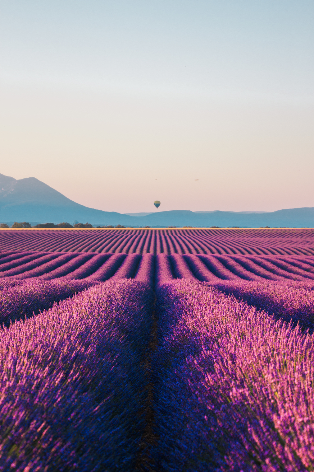 Hot air balloon in lavender fields