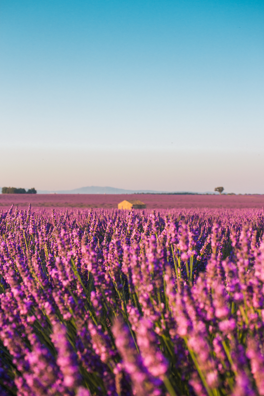 House in the lavender fields