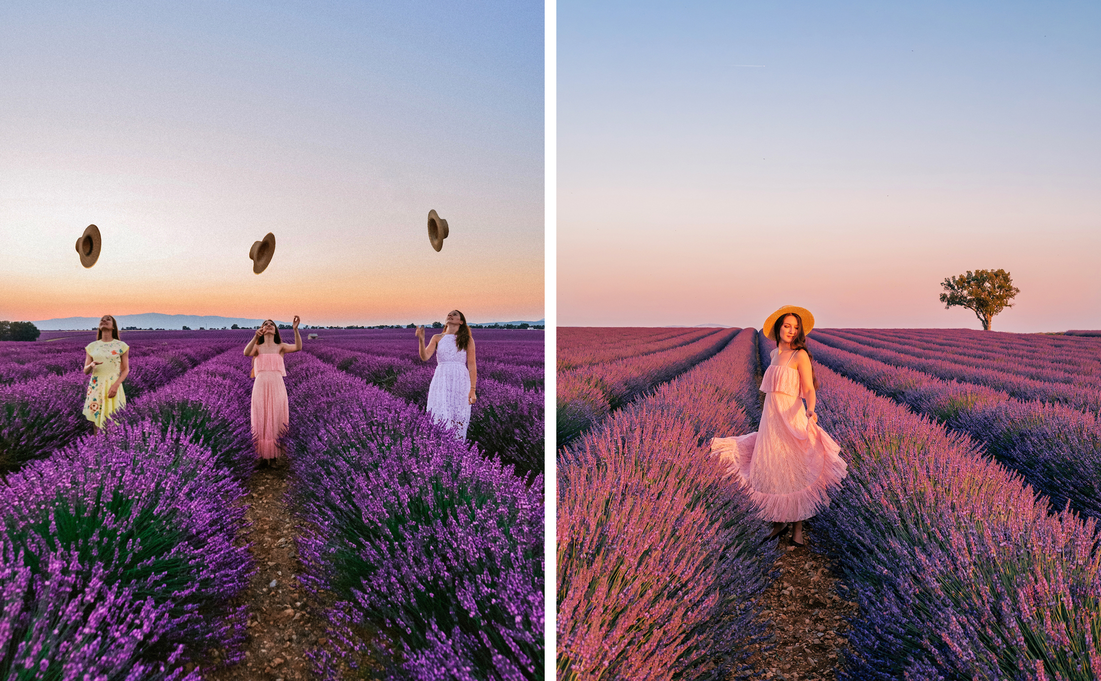 Lavender fields