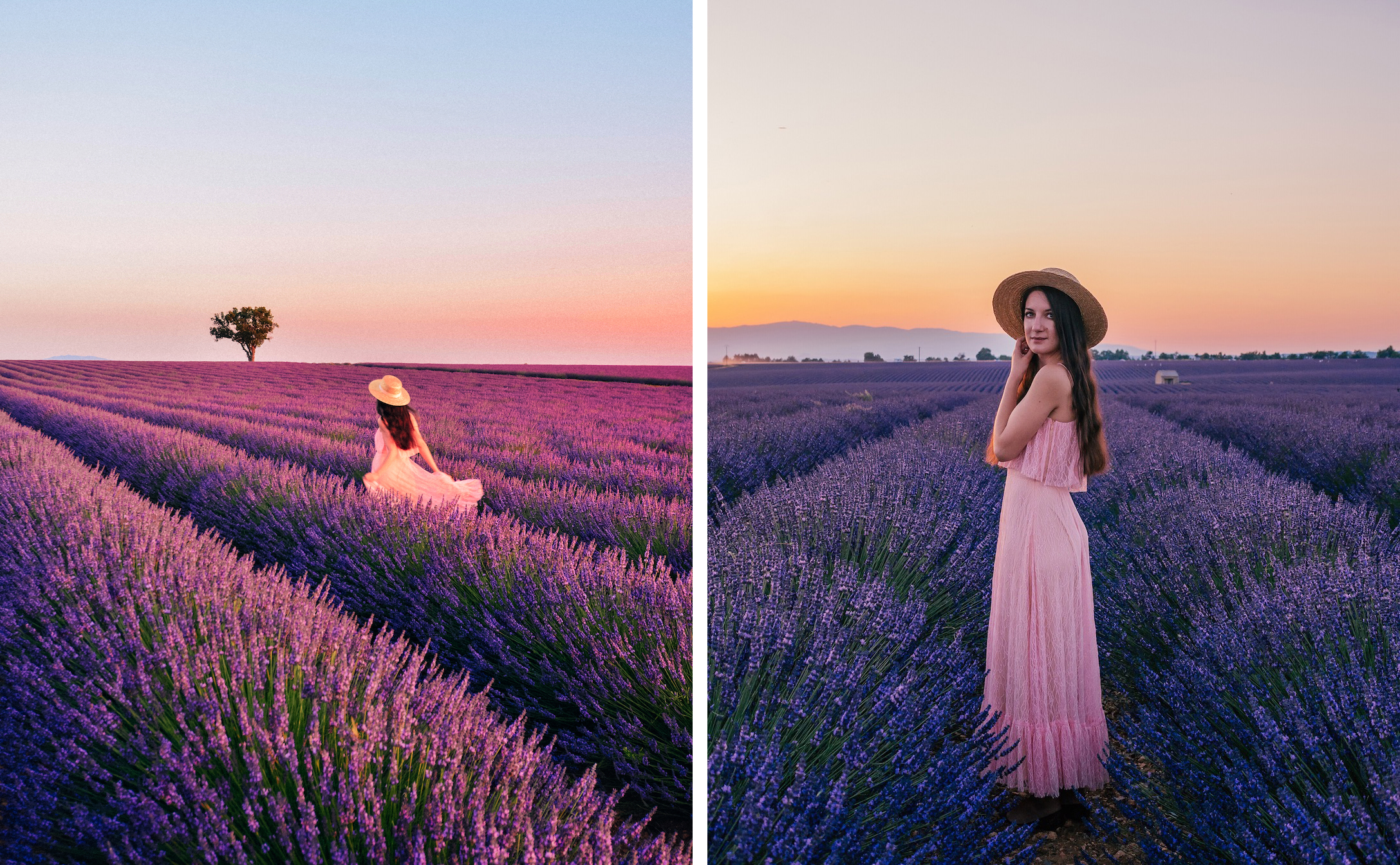 Lavender at sunset