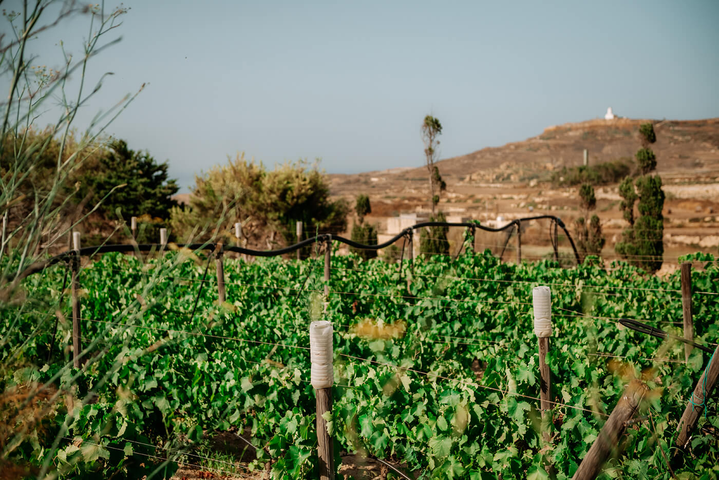 Vineyard Gozo
