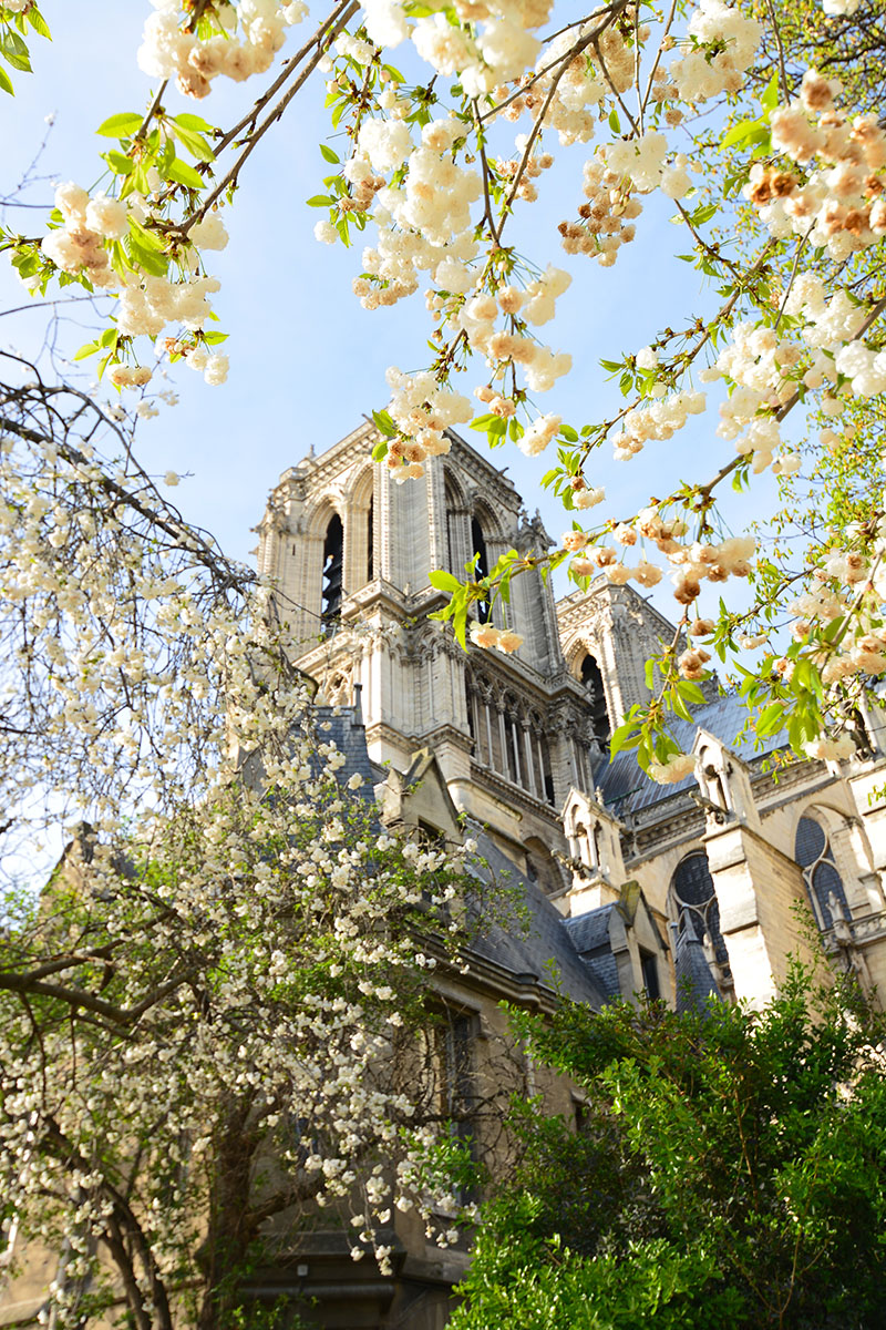 Notre-Dame white cherry blooms