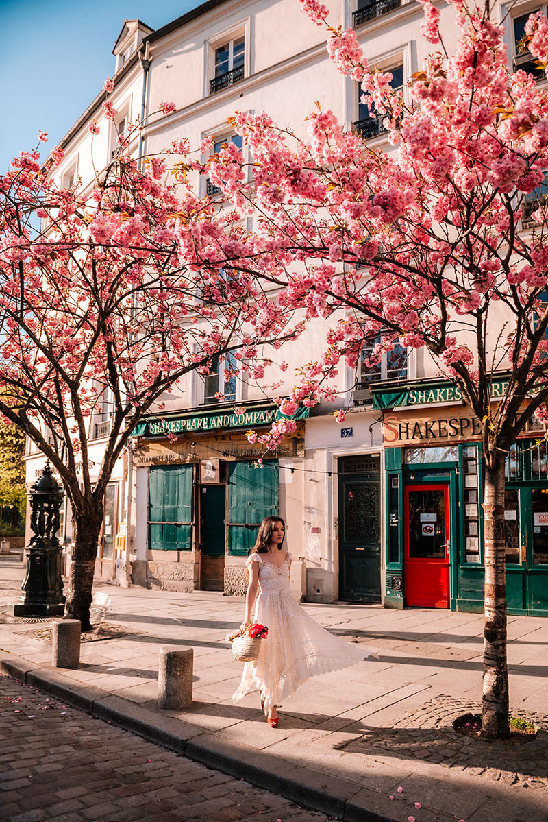 Shakespeare And Company Cherry Blossoms