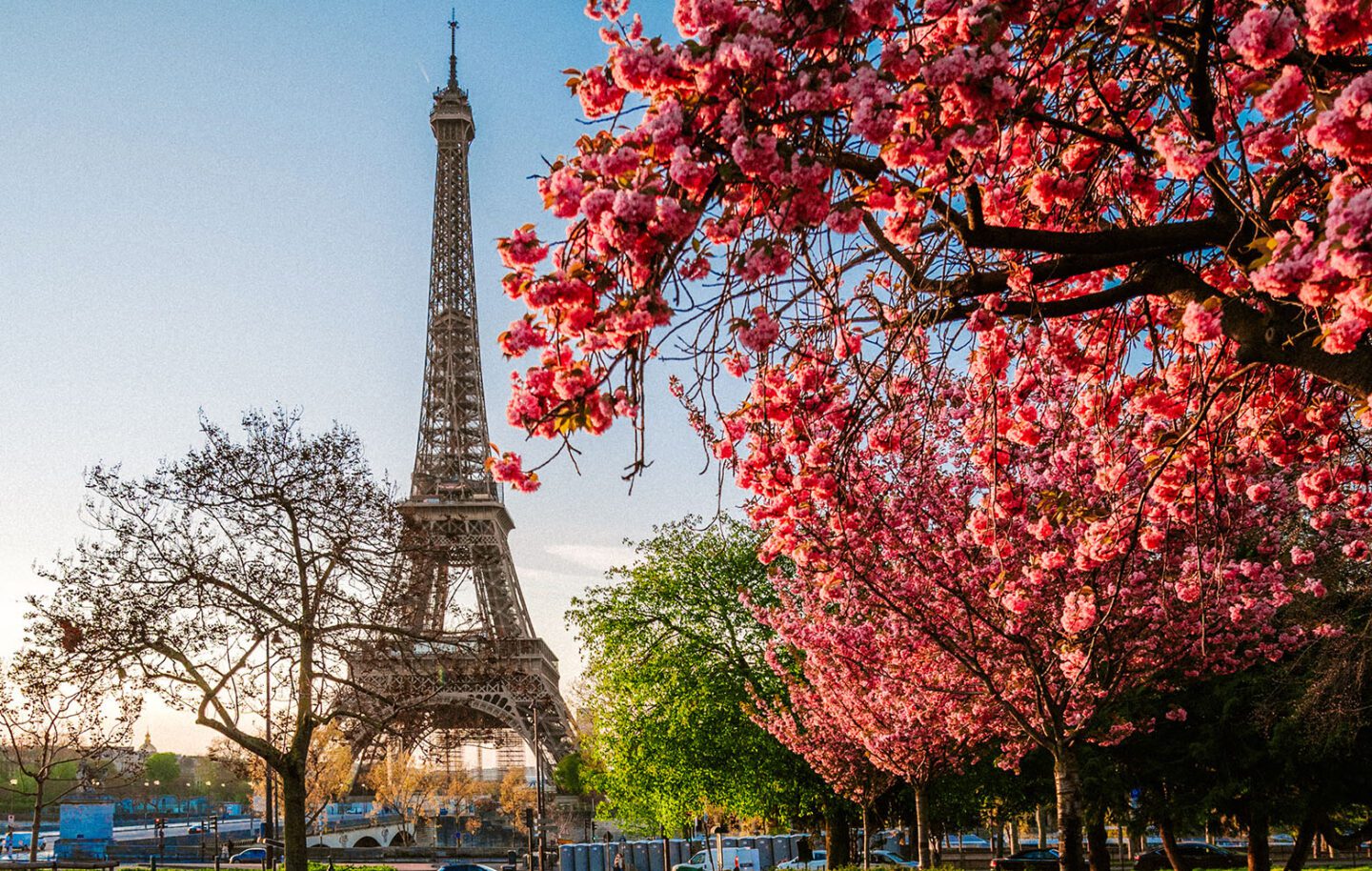 Cherry Blossoms in Paris